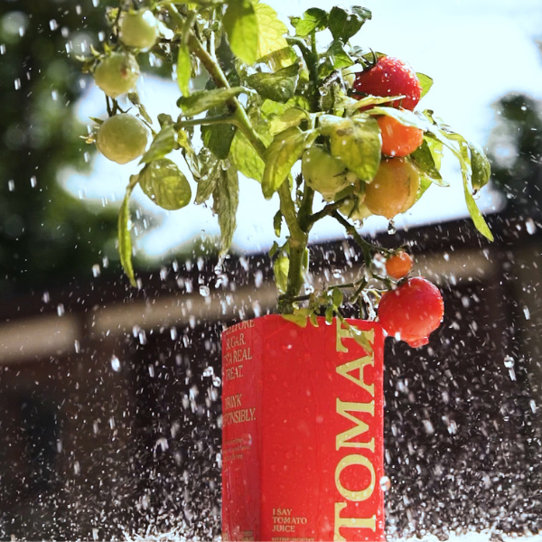 eager tomato juice carton planter